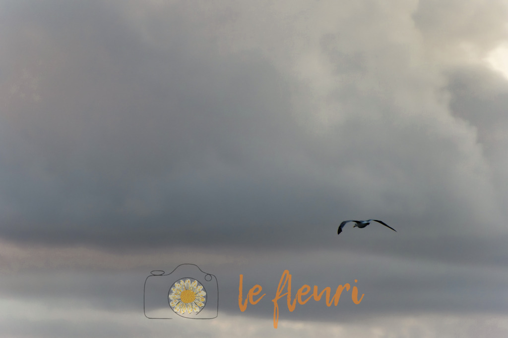 Möwe on the way | Dies ist der Shop von Florian Blum - le fleuri. Langenthal, Bern, Schweiz. Sie können hier meine oder ihre eigenen Fotos als Fotoprodukte kaufen. Tassen, Schlüsselanhänger, Taschen etc. können Sie hier gestalten.  - Realisiert mit Pictrs.com