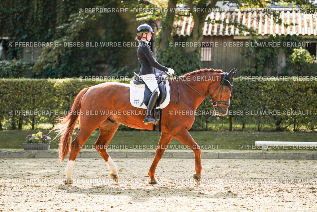 DSC08781 | Pferdegrafie