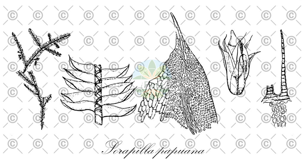 HistAbb_EMP_29534_3_FloraD_Simple | Historische Abbildung von Sorapilla papuana - Sorapillaceae | Historical Illustration of Sorapilla papuana - Sorapillaceae