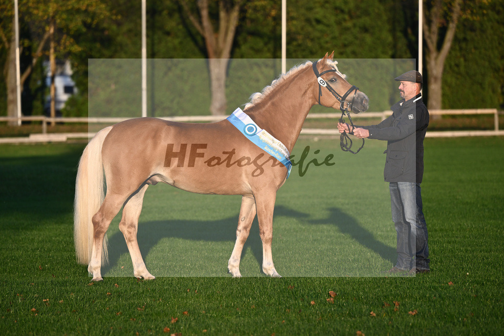 Kat-Nr. 9 Exclusiv_Haflingergestuet Dornburg_44241187 | hf-fotografie - Realisiert mit Pictrs.com