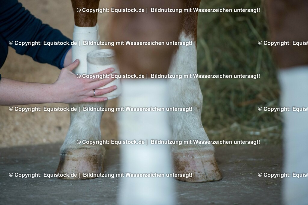 20160120_Bandagieren_0004 | equistock