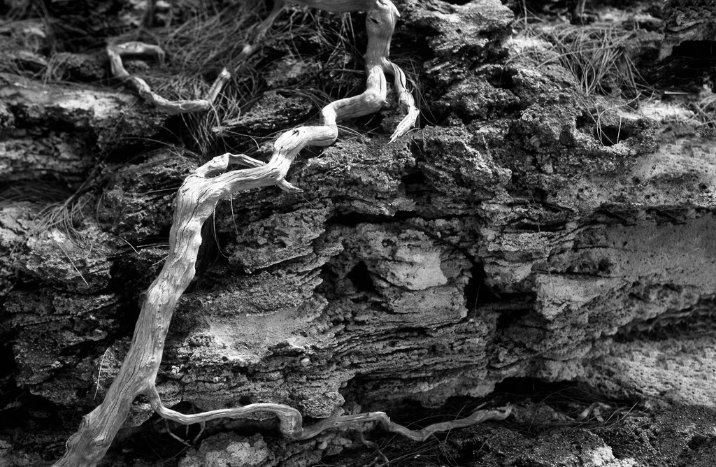 Bimini_Steinwort_Strandgut_1995_16305sw | ausgebleichte Wuzel am Strand von Bimini Bay, Bahamas
analoge schwarz-weiss Fotografie. Fotografiert auf KLeinbild Dia, gescannt, gedruckt auf Hahnemühle Photo Rag Velvet.