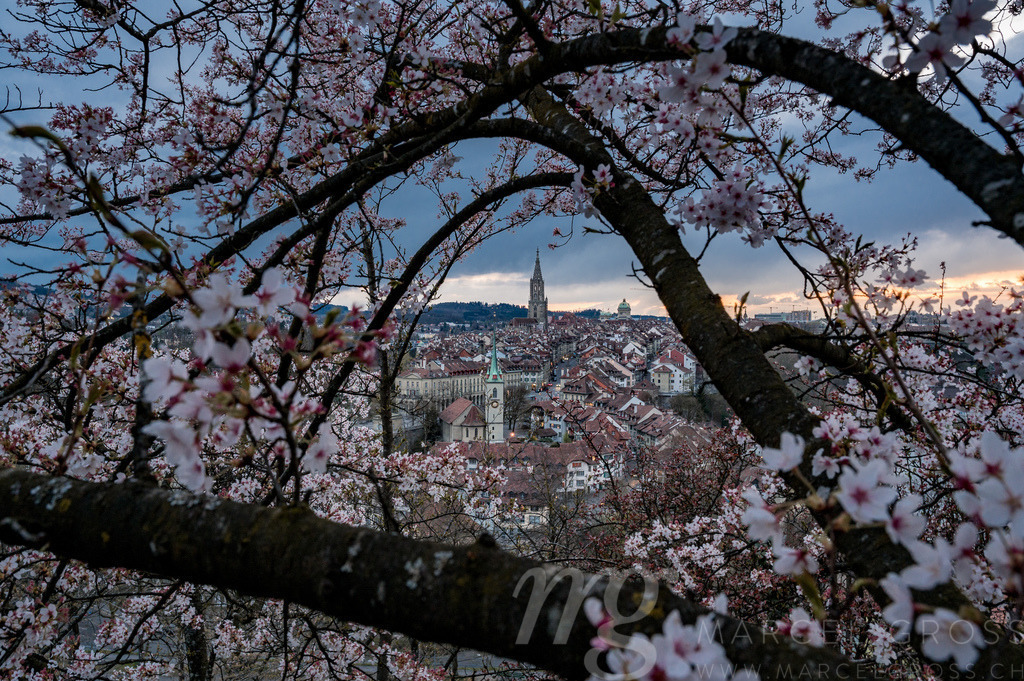 a framed oldtown of Bern with cherry blossom | Die ideale Geschenkidee für Naturliebhaber. Naturbilder von Marcel Gross Photography für ihr Zuhause in den verschiedensten Formaten und Materialien. - Realisiert mit Pictrs.com