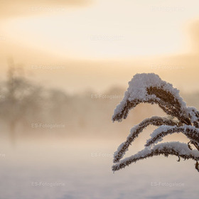 Zarter Wintermorgen