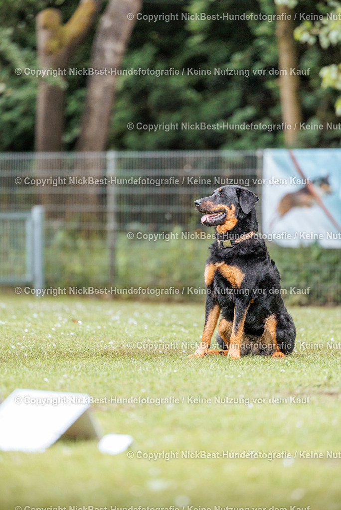 RO-Blumenthal-2026-Nickbest-Hundefotografie-2697 | Dein Hund! Dein Moment! Deine Erinnerungen! Hundefotografie in Bremen Blumenthal. Ich fange die besonderen Momente deines Vierbeiners ein – ob Indoor mit Blitzanlage oder in der freien Natur. Sicher dir dein Moment und dein Termin für eure Erinnerungen.