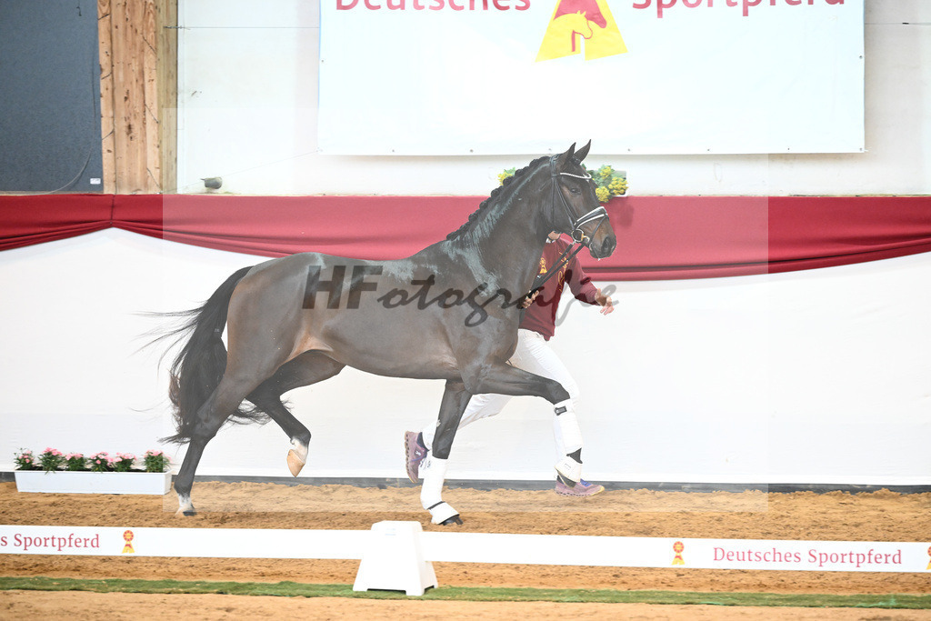 Kat-Nr. 51 Va Bene x Dante Weltino_Bergmann_43230698 | hf-fotografie - Realisiert mit Pictrs.com