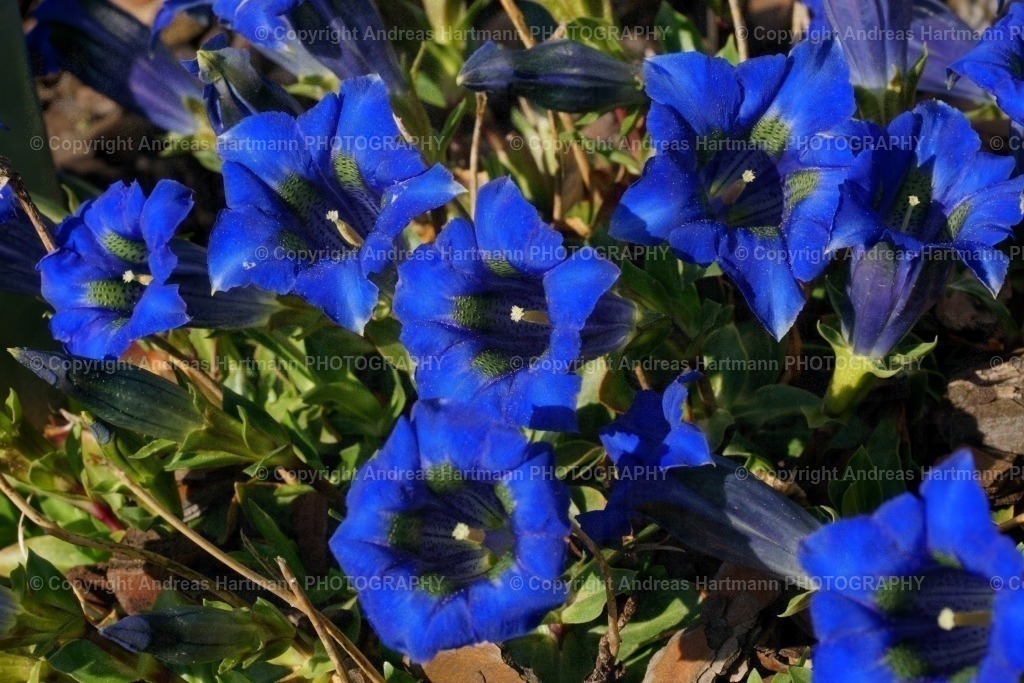 Enzianblüten | Enzianblüten - Realisiert mit Pictrs.com