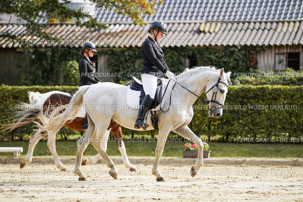 DSC04198 | Pferdegrafie