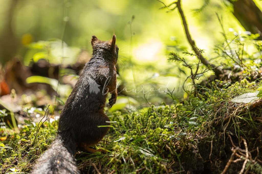 _01A5920 | Sportbilder, Sportfotograf, Hochzeits- und Eventfotografin, Flugshows, Portraits und Tiershooting, Aviation, Downhill, Nationalleague, Swissleague, International