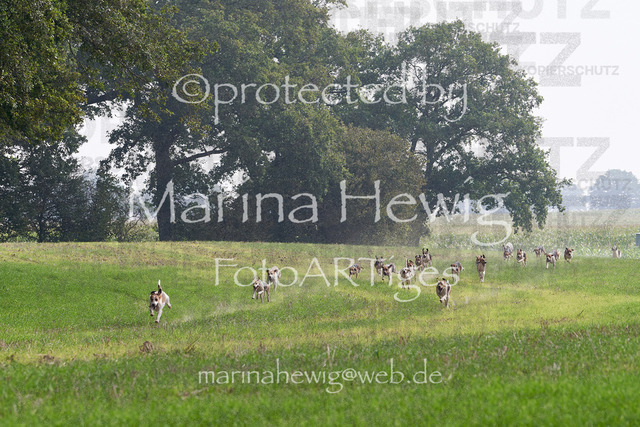 09-23 Jagd Perdöl_MCH9853_Marina Hewig | Fotografie, FotoArt, PferdesportArt, Pferdesportfotografie, Landschaftsfotografie, Reisefotografie, Reise, Pferde - Realisiert mit Pictrs.com