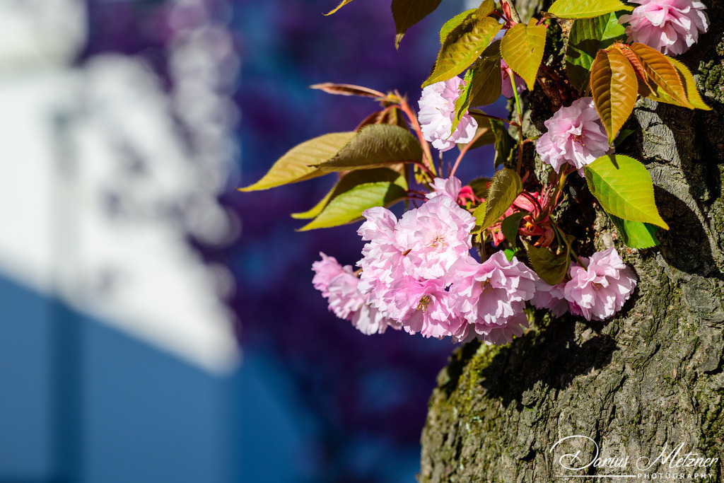 DSC_8557 | Fotografien, Fotos und Bilder aus Mainz, Frankfurt, Wiesbaden und anderen Orten auf der Welt - Fotografiert von Darius Metzner