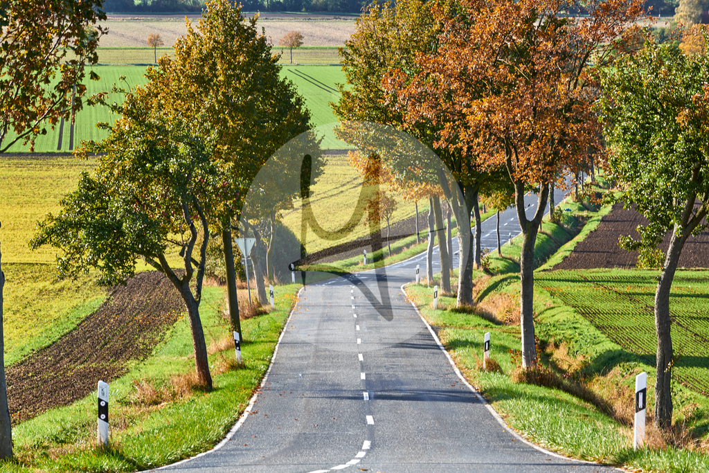 Baum-Alleen, Herbst-Landschaft #nhavo | Meurer Shop - Realisiert mit Pictrs.com