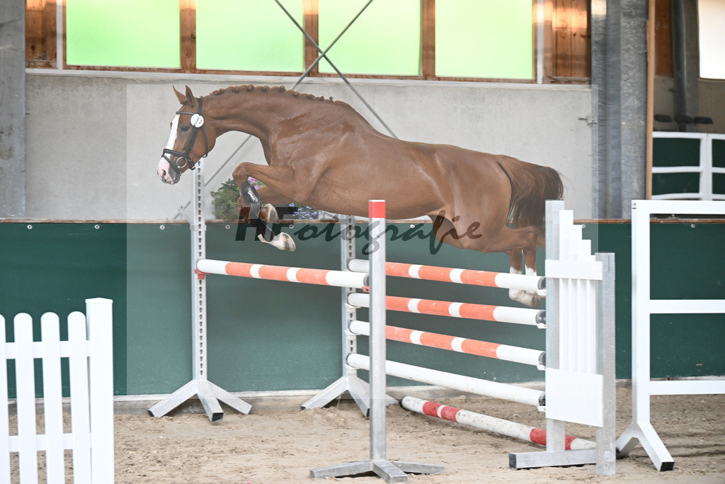 Kat-Nr. 17 Hedda v. Hickstead White_Maier_27150179 | hf-fotografie - Realizzato con Pictrs.com