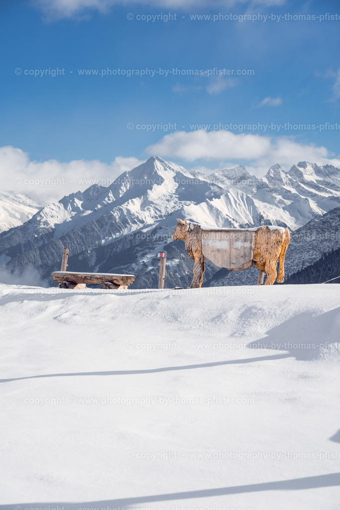 Holzkuh Eggalm Tux copyright  Thomas Pfister-2 | PHOTOGRAPHY BY THOMAS PFISTER