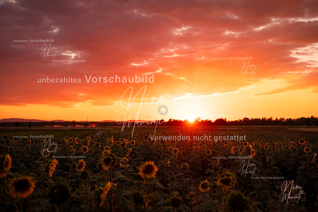 _16A3708-1 | Einzigartige Fotos von Hunden & Menschen –Actionfotos, Portraits, Vereinsaufnahmen & Paarshootings – authentisch, lebendig & mit Herz.