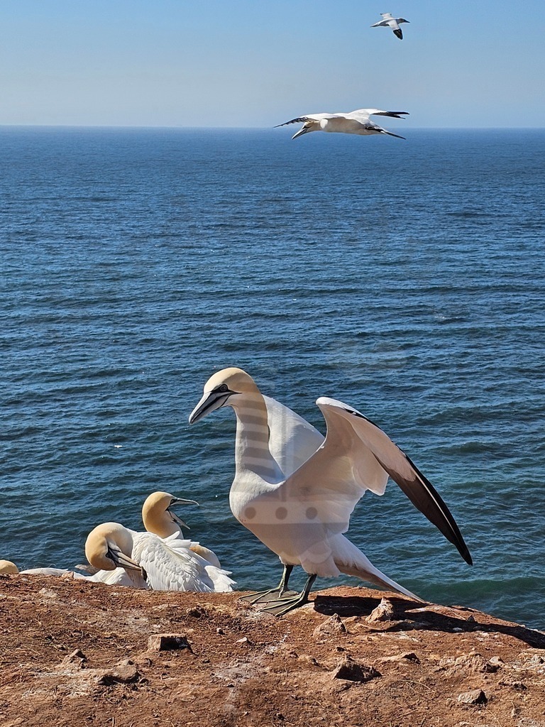 20240407_141441 | Nordseeauge Onlineshop Nordseebilder Nordseeshop Nordseefotos Nordseeurlaub Nordseeerleben Nordseemomente UrlaubfuerzuHause Meerbilder Strandurlaub Acrylglasbilder Leinwandbilder Nordseekleidung Nordeefanartikel Nordseegeschenke Geschenkeshop - Realisiert mit Pictrs.com