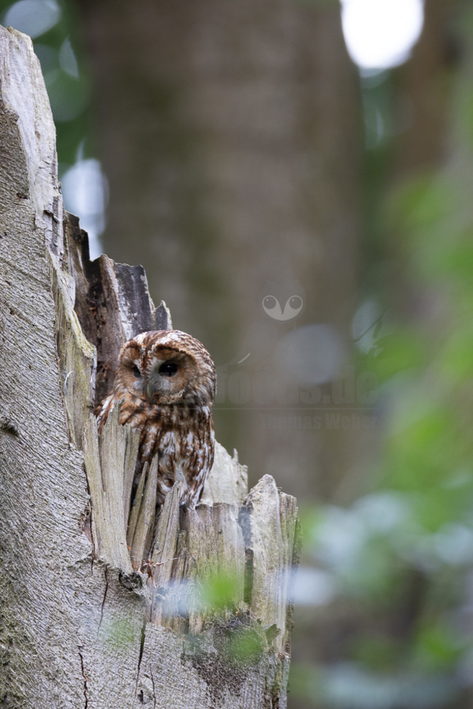 20220528054053-2 | Der Waldkauz ist eine mittelgroße Eulenart mit einer Verbreitung von Europa bis nach Westsibirien und Iran. Er kommt außerdem in Südostasien vor. In Mitteleuropa ist der Waldkauz gemeinsam mit der Waldohreule die häufigste Eule. - Realisiert mit Pictrs.com