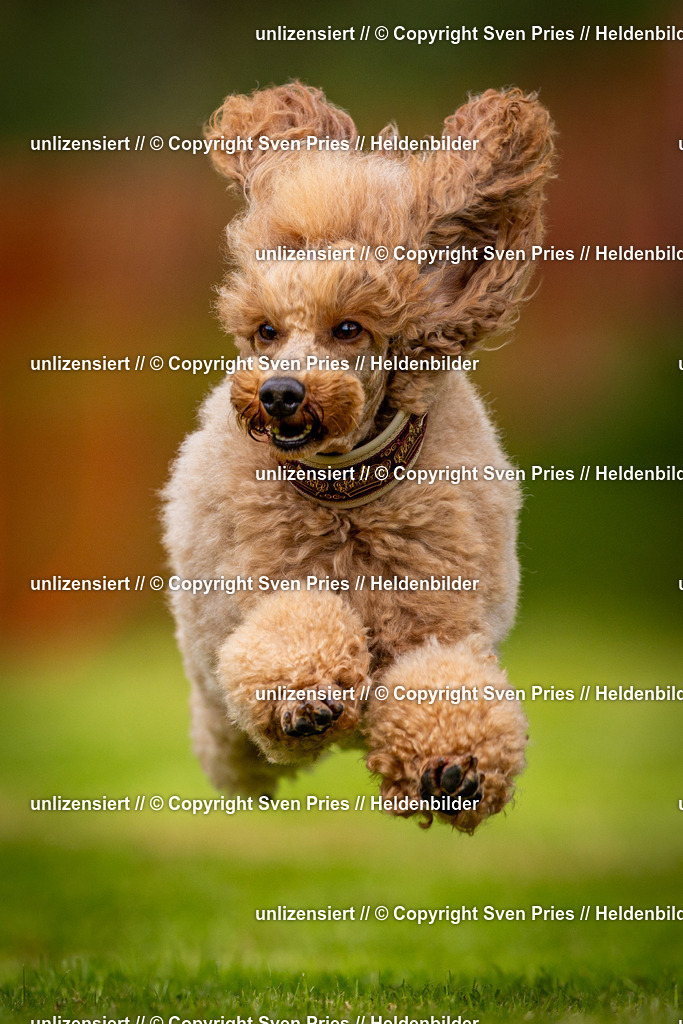 Sven Pries | 2024-09-22 - Hunderennen Baden-BadenPudelverein - Realisiert mit Pictrs.com