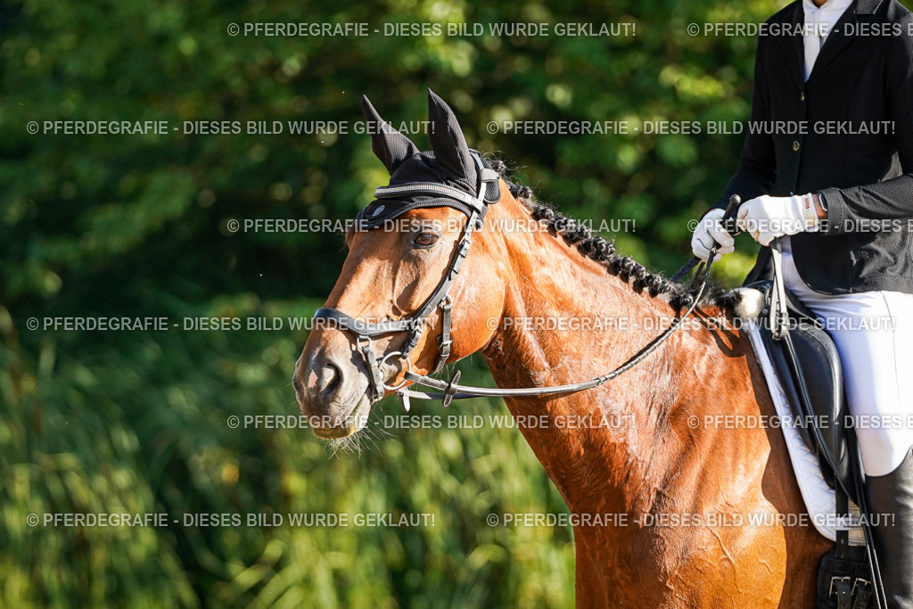 DSC08465 | Pferdegrafie