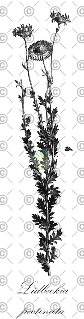 HistAbb_wfo-0001074748_2_ENZY_Simple | Historische Abbildung von Lidbeckia pectinata - Asteraceae | Historical Illustration of Lidbeckia pectinata - Asteraceae