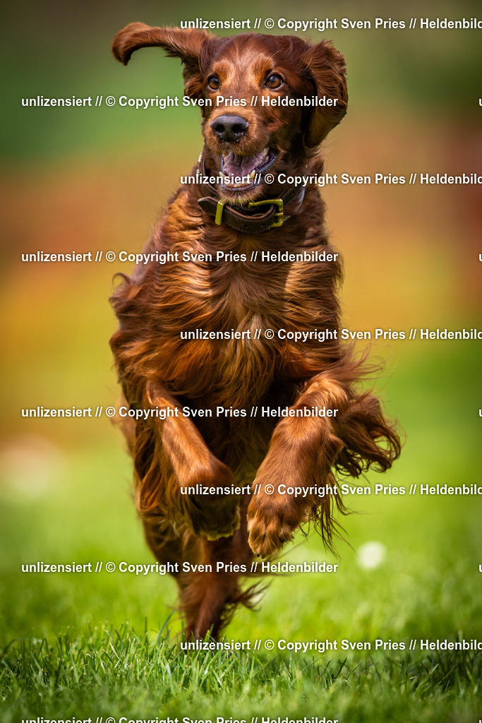 Sven Pries | 2025-04-13 - Hunderennen Baden-Baden - Realisiert mit Pictrs.com