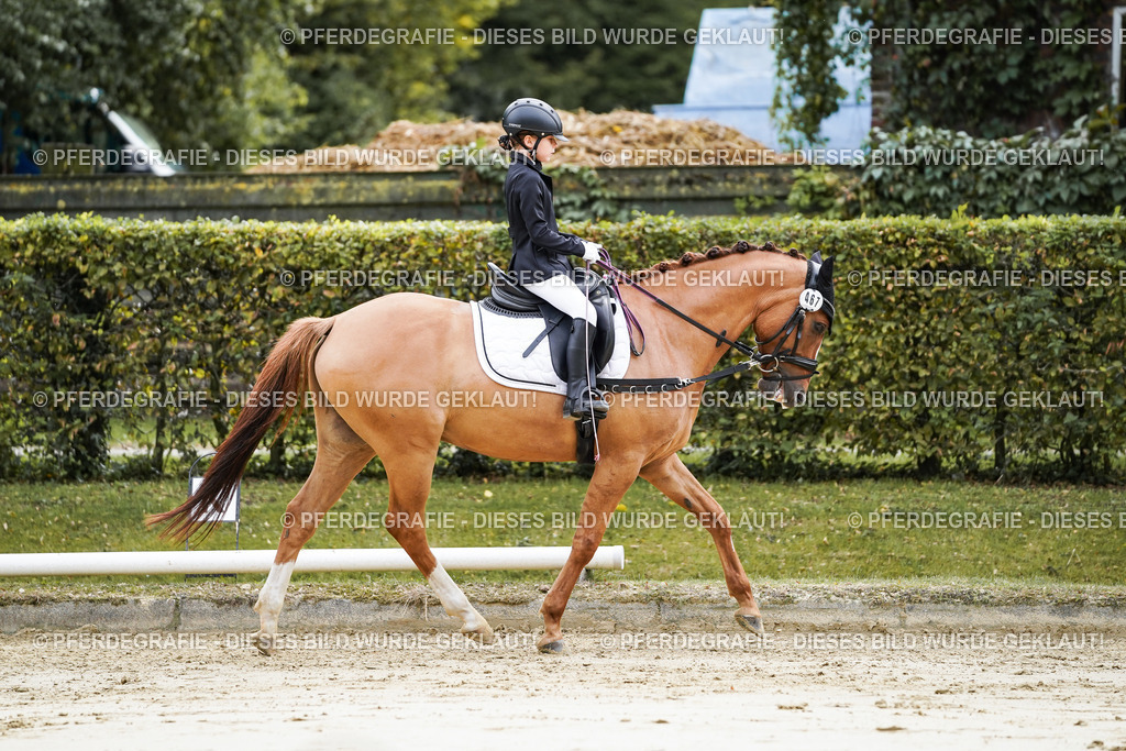 DSC05272 | Pferdegrafie