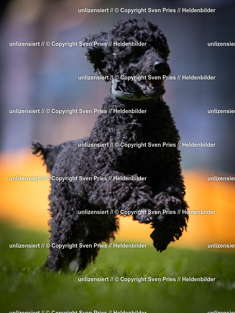 Sven Pries | 2025-08-10 - Hunderennen Durlach - Realisiert mit Pictrs.com