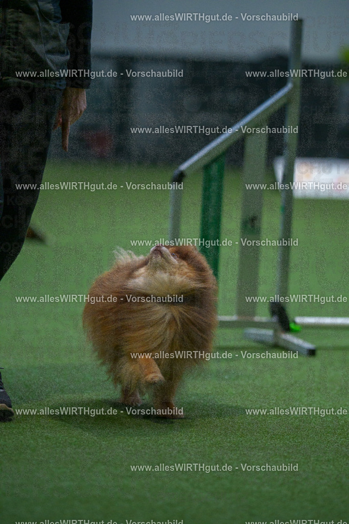 7R501803 | Professionelle Tierfotografie in Mönchengladbach von Daniel Wirth (allesWIRTHgut). Liebevolle & natürliche Bilder von Hunden & Katzen für unvergessliche Erinnerungen.