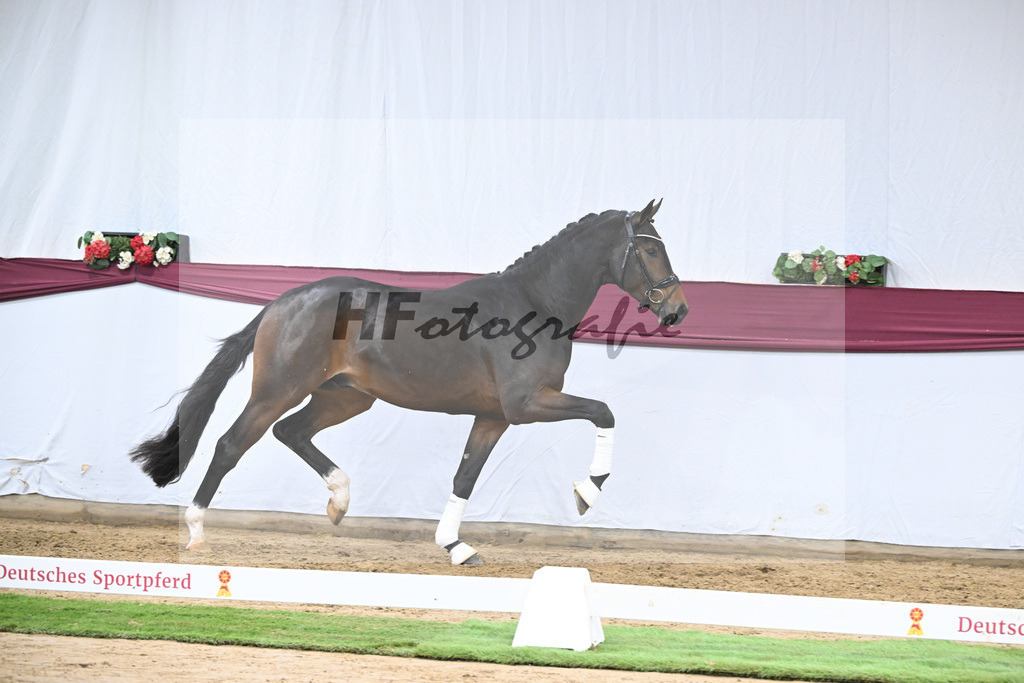 Kat-Nr. 111 Zackerey x Dante Weltino_Gerdi Rakelbusch_47253811 | hf-fotografie - Realisiert mit Pictrs.com