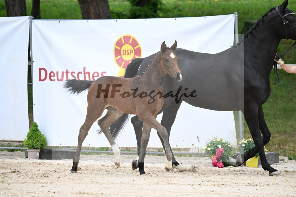 Kat-Nr. 13 SF Debutant PS x Finest_Geyer_24260431 | hf-fotografie - Realisiert mit Pictrs.com