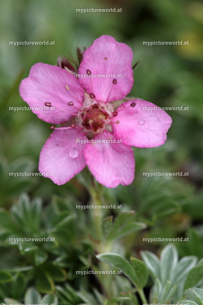 Zwergalpenrose-009 | Das Bilderarchiv über Tiere, Planzen und Landschaften. In der Bilddatenbank finden Sie ein große Auswahl an hochwertigen Bilder für Ihre Werbung - Realized with Pictrs.com