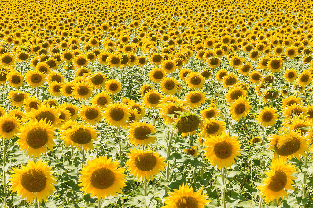 Sonnenblumenfeld | Fotos mit schönen Motiven aus der Region Basel. - Realisiert mit Pictrs.com