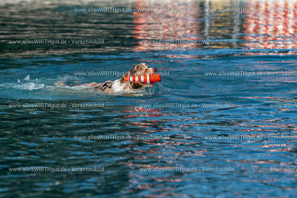 Hundeschwimmen_Volksbad_2026-allesWIRTHgut_Tierfotografie-2609061034-FAY05948 | Professionelle Tierfotografie in Mönchengladbach von Daniel Wirth (allesWIRTHgut). Liebevolle & natürliche Bilder von Hunden & Katzen für unvergessliche Erinnerungen.