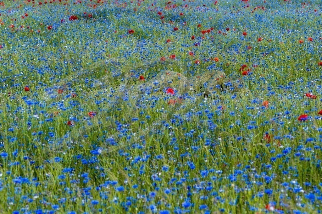 NatureArt-FLOWERBLUE_0030b | Rot und Blau sind die Blumenfarben | #002 | Modell: Katey | Foto: Dennis Largo Schulz - Realisiert mit Pictrs.com