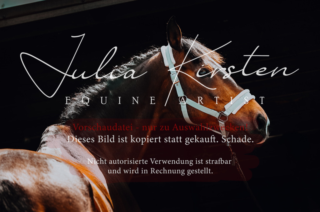 DSC_7302 | Pferde- und Turnierfotografie in Westsachsen. Pferdeportraits, Auftragszeichnungen und intuitive Kunst.