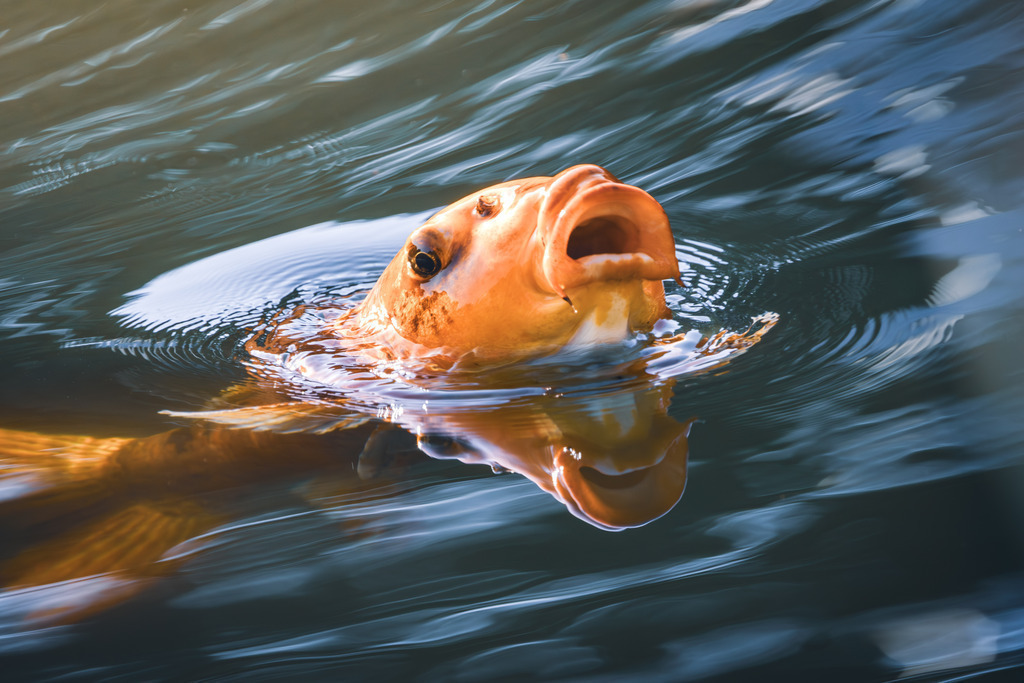Koi-Karpfen | Ein Koi-Karpfen der aus dem Wasser guckt.