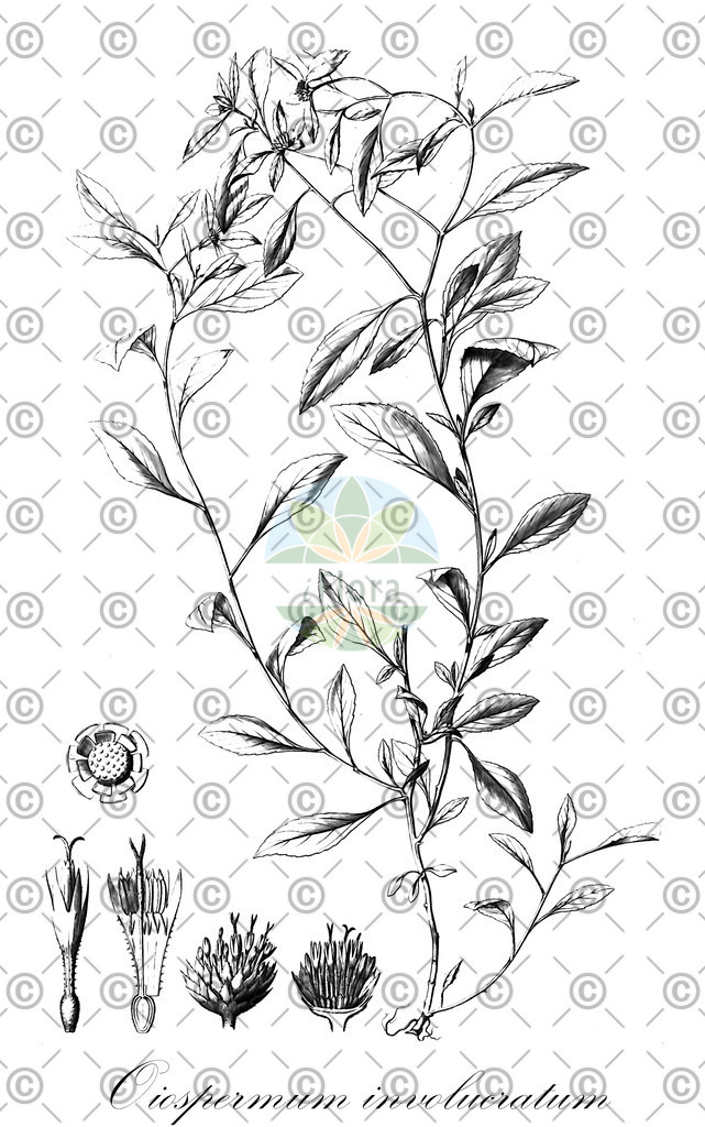 HistAbb_wfo-0001188756_1_ENZY_Simple | Historische Abbildung von Oiospermum involucratum - Asteraceae | Historical Illustration of Oiospermum involucratum - Asteraceae