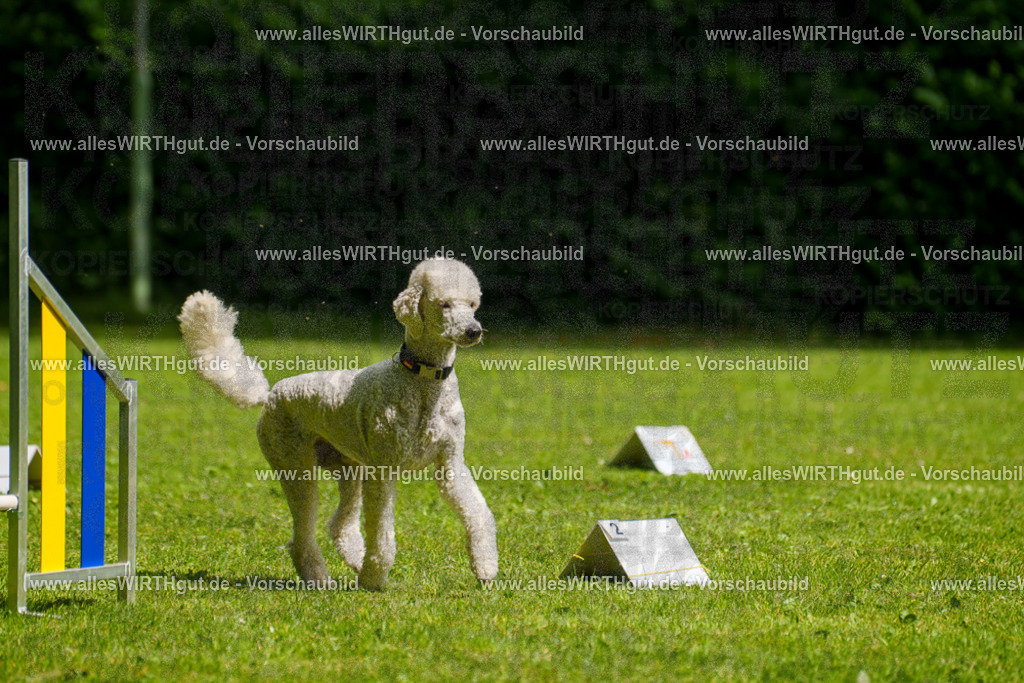 @allesWIRTHgut_Tierfotografie - www.allesWIRTHgut.de - 7R503626 | Professionelle Tierfotografie in Mönchengladbach von Daniel Wirth (allesWIRTHgut). Liebevolle & natürliche Bilder von Hunden & Katzen für unvergessliche Erinnerungen.