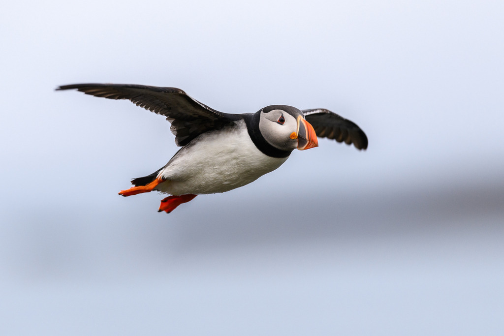 papageientaucher-2020-159 | Papageientaucher im Flug in Bakkagerði/Borgarfjarðarhöfn. Am Rand dieser kleinen Ortschaft im äußersten Nordosten Islands befindet sich eine der größten Papageientaucher-Kolonien der Insel. - Realisiert mit Pictrs.com