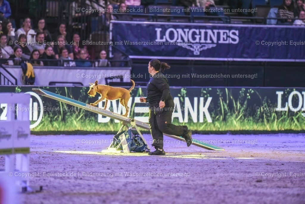 20231115_Dog-Agility_0130_TOMsPiC | Foto: Thomas Hartig