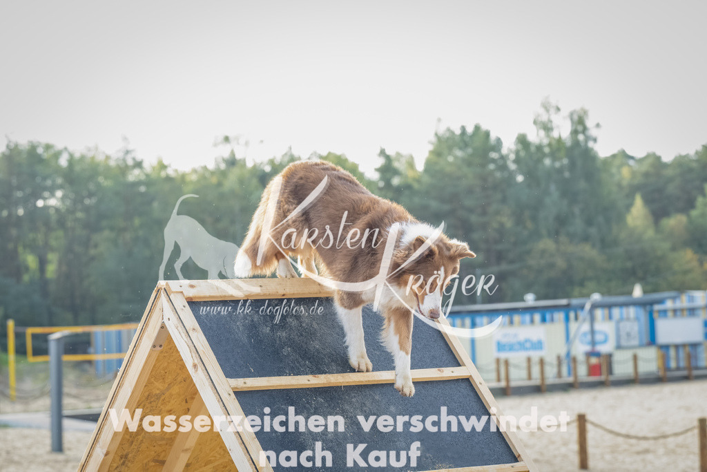 0927_ZZ92421-Bearbeitet | kk-dogfotos