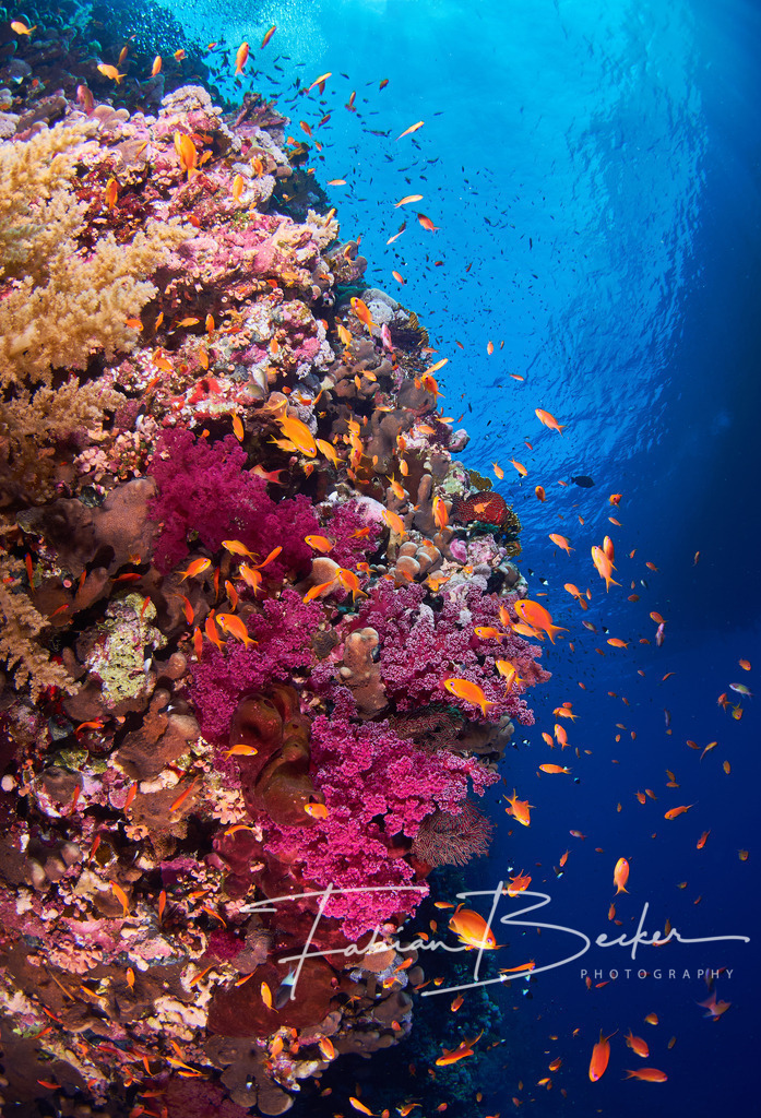 Farbenpracht | Einzigartige Wandbilder von faszinierenden Unterwasserwelten. Exklusive Kunst für Empfangsbereiche, Wohnraum oder Wartezimmer. - Realisiert mit Pictrs.com