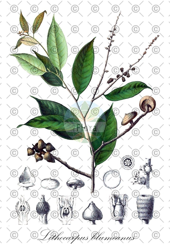 HistAbb_wfo-0000362154_1_ENZY_Simple | Historische Abbildung von Lithocarpus blumeanus - Fagaceae | Historical Illustration of Lithocarpus blumeanus - Fagaceae