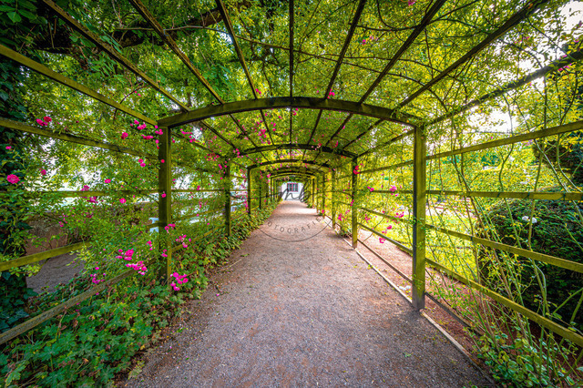 2023-07-02_19-56-48_200 | Rosenspalier im Schlosspark der Dornburger Schlösser bei Jena, Dornburg-Camburg, Thüringen, Deutschland - Realisiert mit Pictrs.com