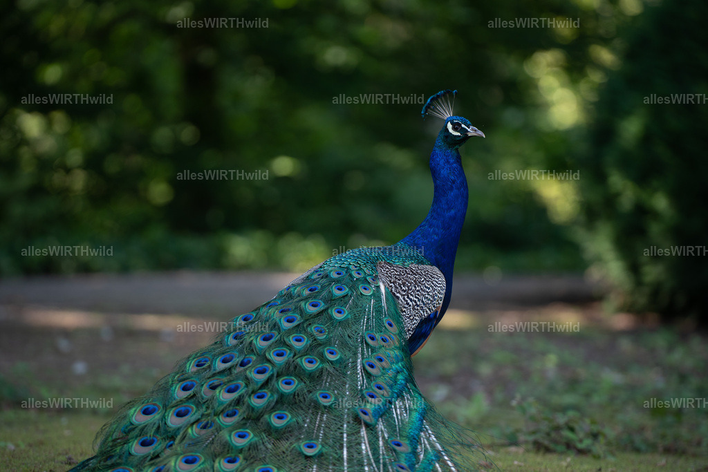 Daniel Wirth - www.allesWIRTHwild.de -20210711-AWG00141 | Entdecke die faszinierende Welt der Natur- und Wildlife-Fotografie von Daniel und Bärbel. Inspirierende Bilder von wilden Tieren und kleinen Naturwundern.