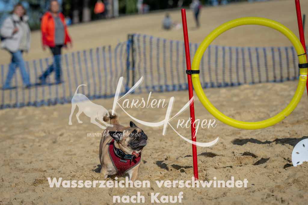 1115_ZZ90812 | kk-dogfotos