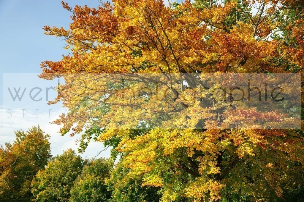 Herbstlauf 2017 | Neuhaus/Rwg. - Masserberg am 1. Oktober 2017