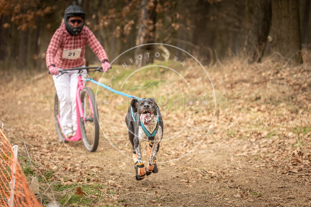 Pfotenfotografie_DV3A4199 | Hundefotografie, Tierfotograf, Pfotenfotografie, Fotoshooting Hund, Hunde Portrait, Hundesport, Hundeportraits, Heideshooting, Hunde, Sportfotograf, Hundefotograf, Turnierhundsport, THS,  - Realisiert mit Pictrs.com