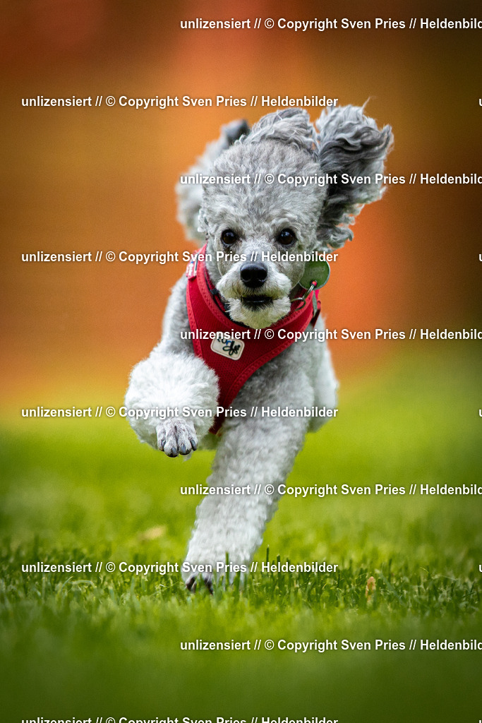 Sven Pries | 2025-09-21 - Hunderennen Baden-Oos - Realisiert mit Pictrs.com