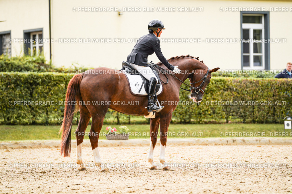 DSC01675 | Pferdegrafie